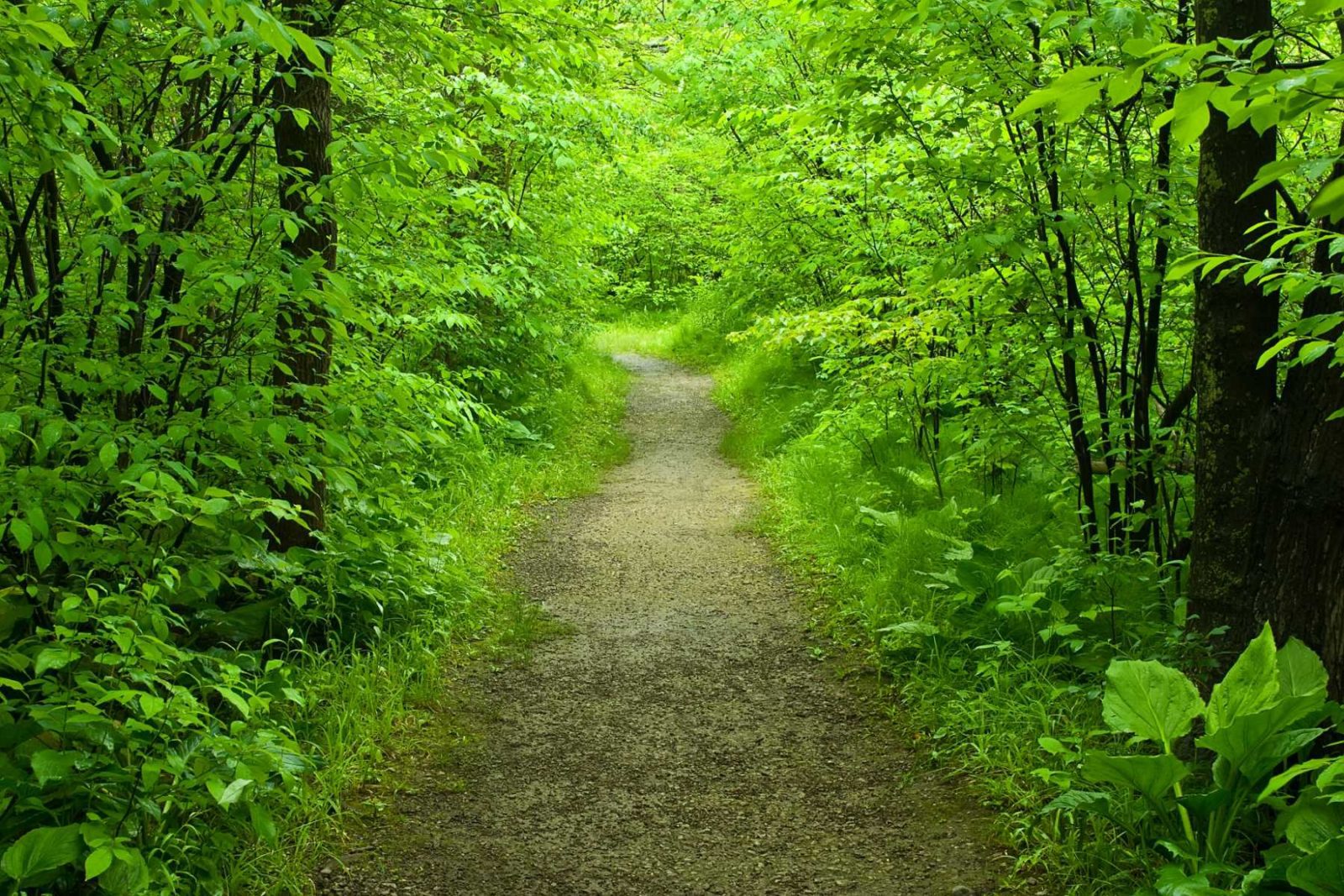 Nature as a healer header forest