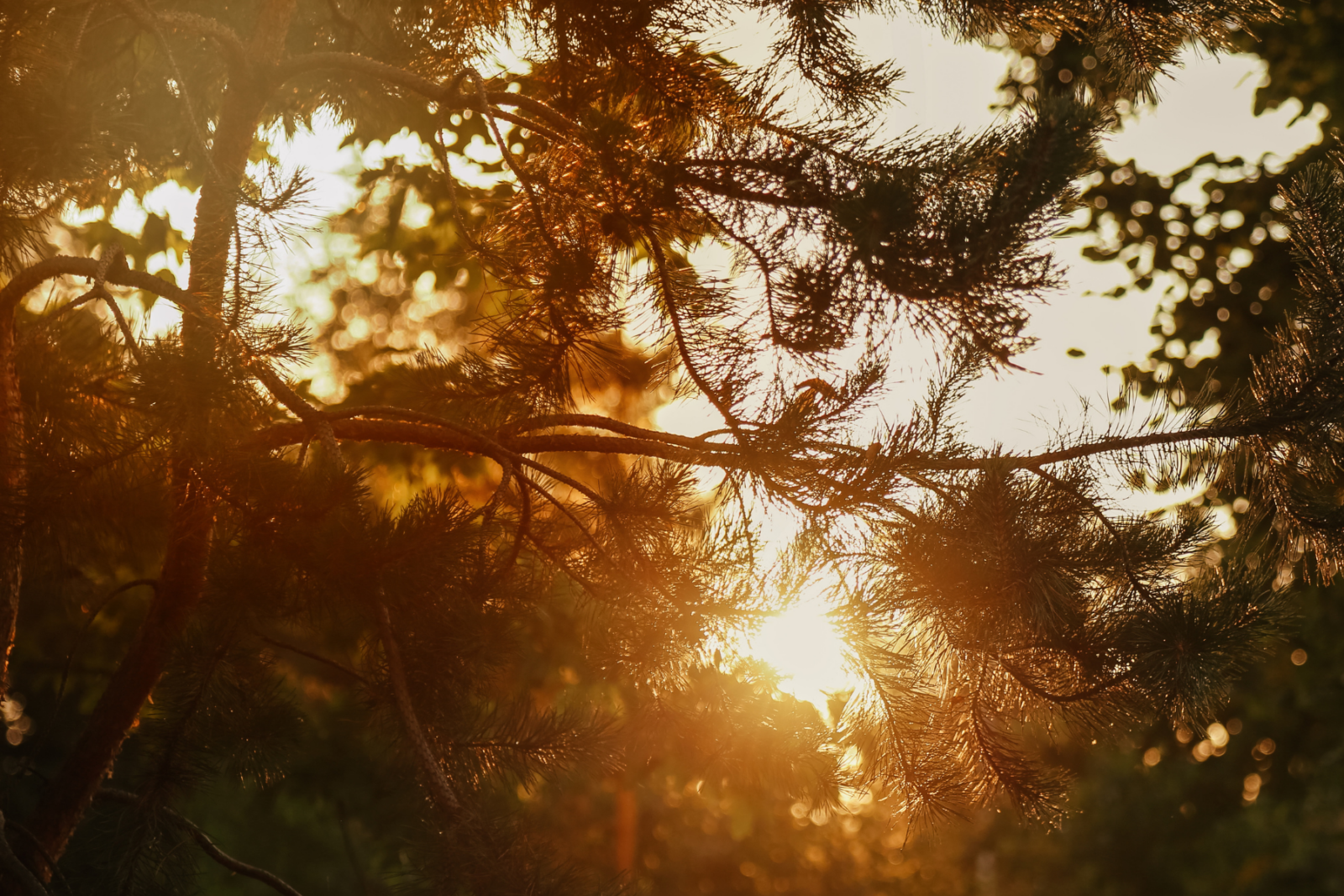 Light shining through the trees