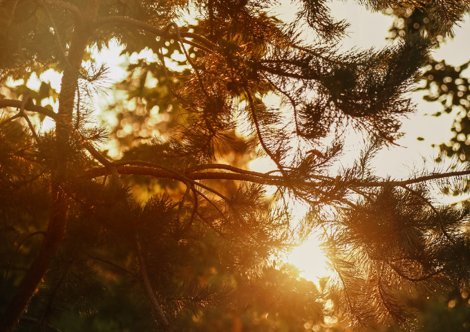 Light shining through the trees